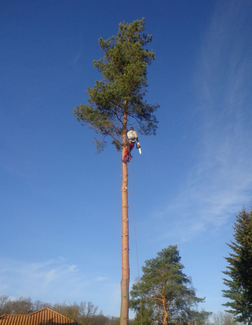 Ein hoher Baum wird gefällt - Dirk Wachs Energieholz