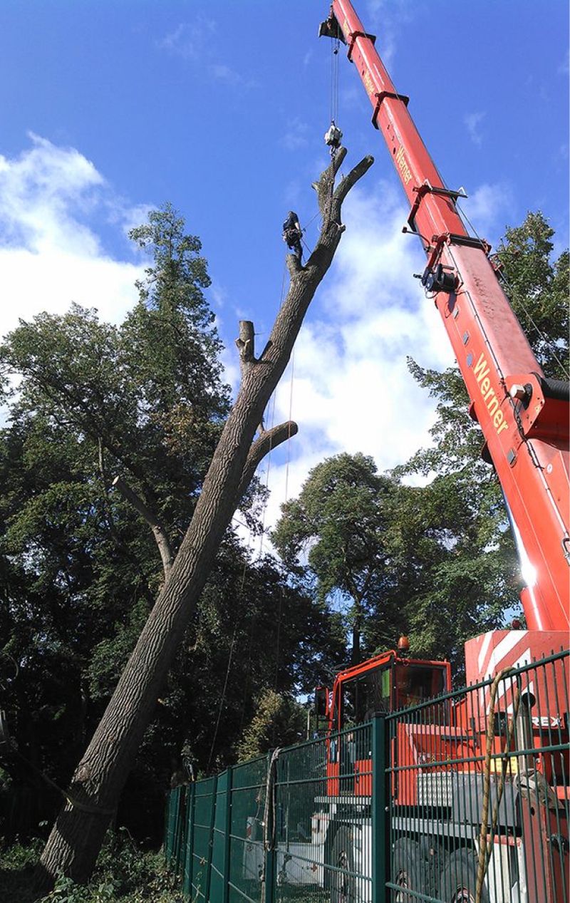 Ein Baum wird, mit Hilfe eines Krans, gefällt - Dirk Wachs Energieholz